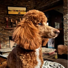 Jana for dog mayor campaign
